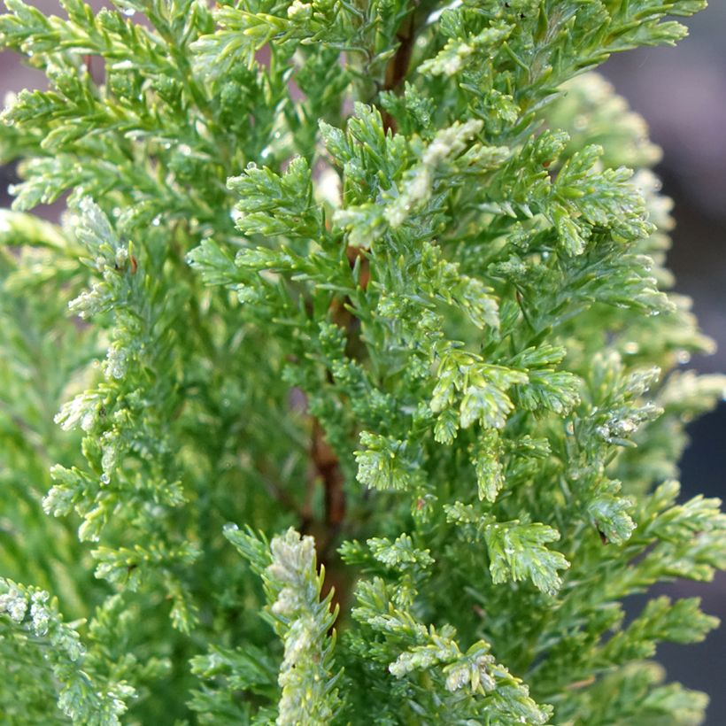 Cipreste-de-Lawson Ellwood's Gold - Chamaecyparis lawsoniana (Folhagem)