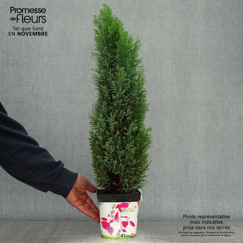 Amostra de Cipreste-de-Lawson Elwoodii - Chamaecyparis lawsoniana Vaso de 2 L/3 L tal como entregue no outono