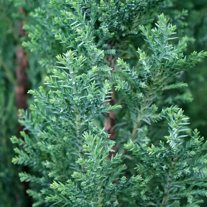 Cipreste-de-Lawson Elwoodii - Chamaecyparis lawsoniana (Folhagem)