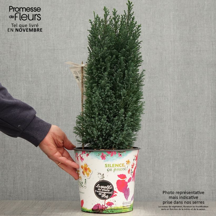 Amostra de Cipreste-de-Lawson Elwoodii - Chamaecyparis lawsoniana Vaso de 4 L/5 L tal como entregue no outono