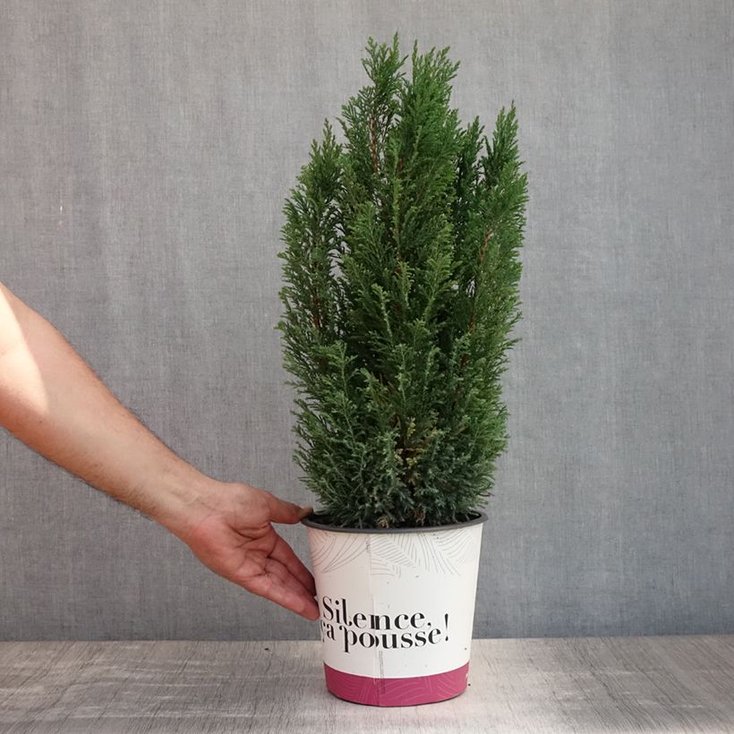 Amostra de Cipreste-de-Lawson Elwoodii - Chamaecyparis lawsoniana Vaso de 4 L/5 L tal como entregue no verão