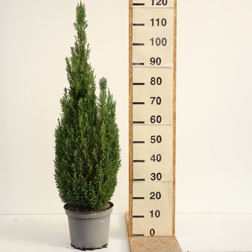 Amostra de Cipreste-de-Lawson Elwoodii - Chamaecyparis lawsoniana Vaso de 7,5 L/10 L tal como entregue no verão
