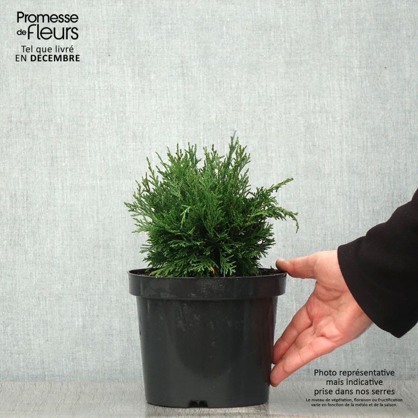 Amostra de Cipreste-de-Lawson Green Globe - Chamaecyparis lawsoniana Vaso de 2 L/3 L tal como entregue no outono