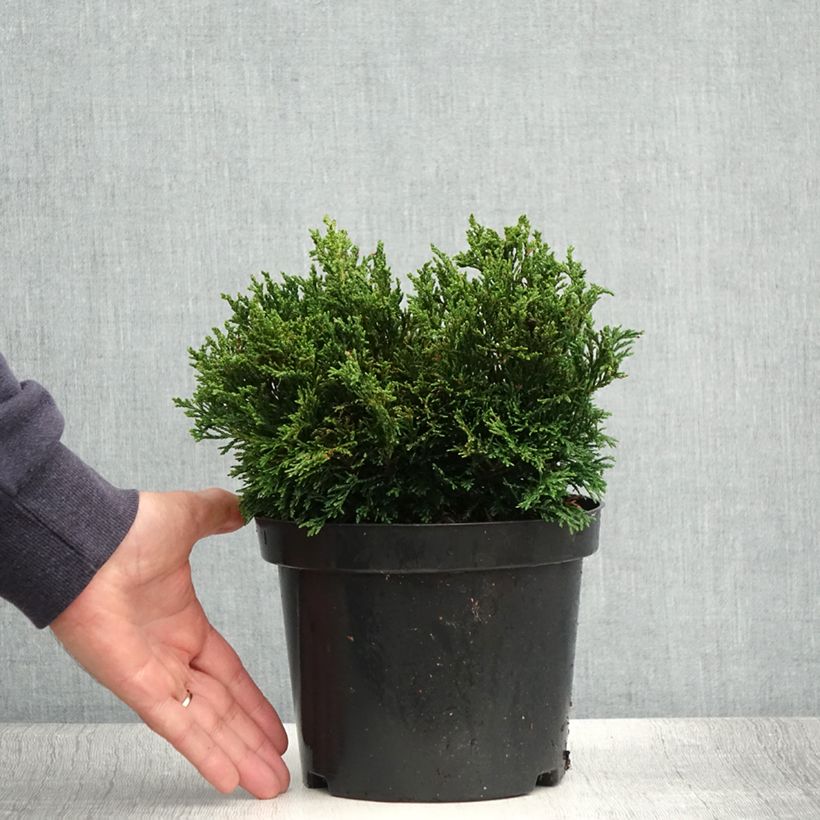 Amostra de Cipreste-de-Lawson Green Globe - Chamaecyparis lawsoniana Vaso de 2 L/3 L tal como entregue no verão