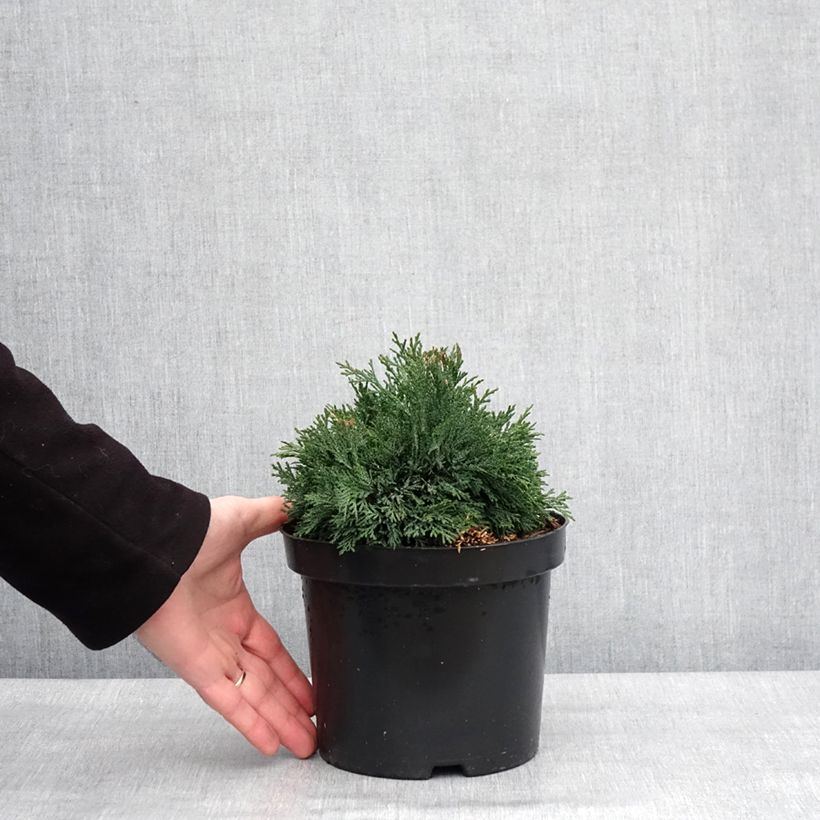 Amostra de Chamaecyparis lawsoniana Green Globe - Cyprès de Lawson nain            Vaso de 2 L/3 L tal como entregue no inverno