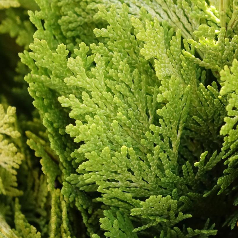 Cipreste-de-Lawson Minima Aurea - Chamaecyparis lawsoniana (Folhagem)