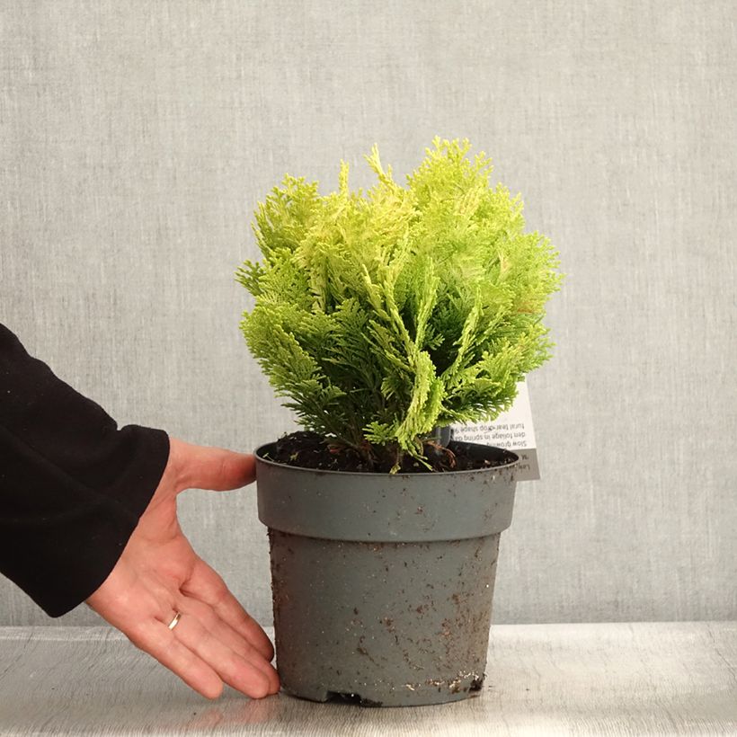 Amostra de Chamaecyparis lawsoniana Minima Aurea - Cyprès de Lawson nain Pot de 2L/3L tal como entregue no outono