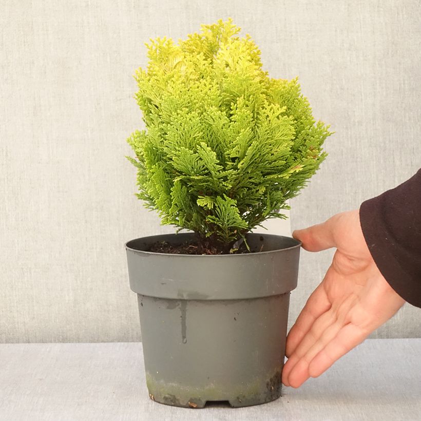 Amostra de Cipreste-de-Lawson Minima Aurea - Chamaecyparis lawsoniana Vaso de 2 L/3 L tal como entregue na primavera
