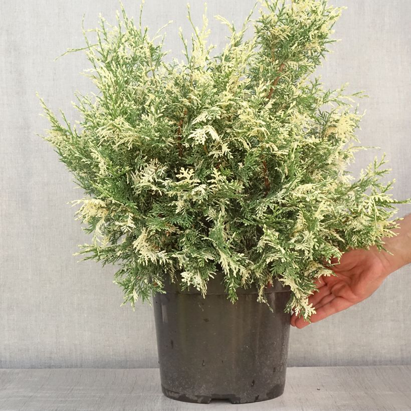 Amostra de Cipreste-de-Lawson Pearly Swirls - Chamaecyparis lawsoniana Vaso de 7,5 L/10 L tal como entregue no verão