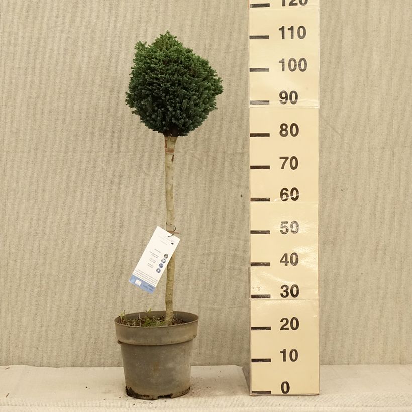 Amostra de Cipreste-de-Lawson Rimpelaar - Chamaecyparis lawsoniana Vaso de 7,5 L/10 L, Haste tal como entregue no outono