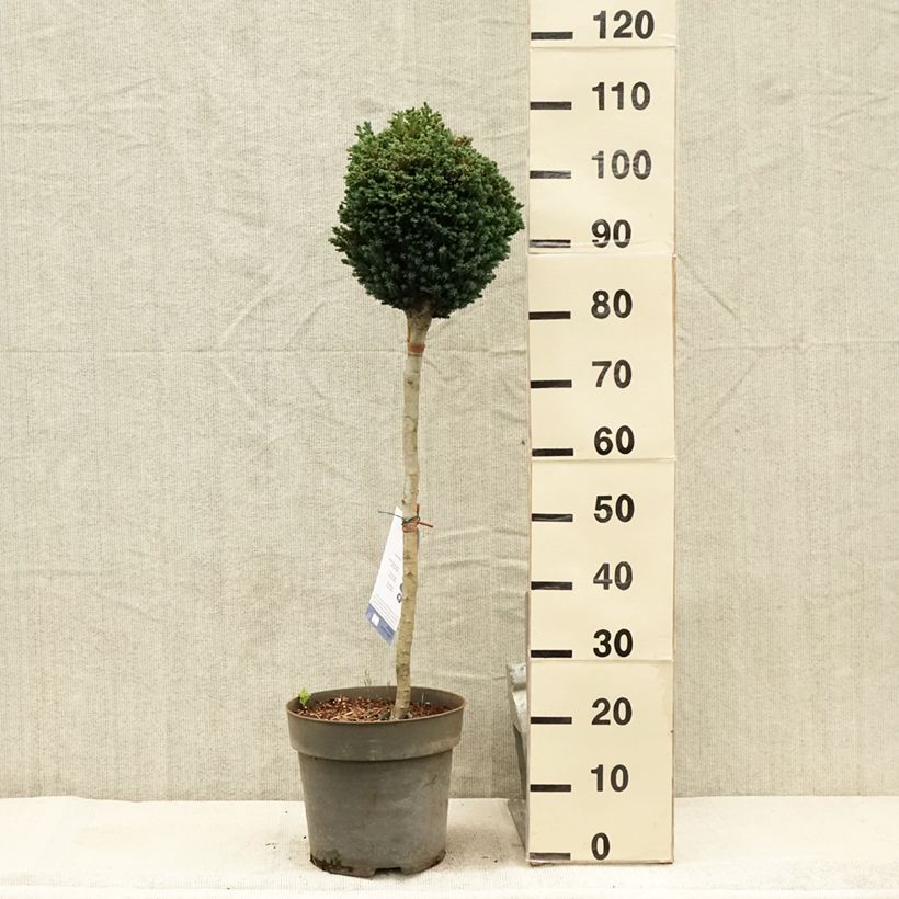 Amostra de Cipreste-de-Lawson Rimpelaar - Chamaecyparis lawsoniana Vaso de 7,5 L/10 L, Haste tal como entregue no verão