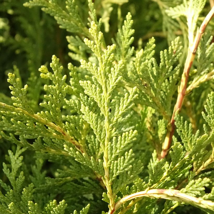 Cipreste-de-Lawson Sunkist - Chamaecyparis lawsoniana (Folhagem)
