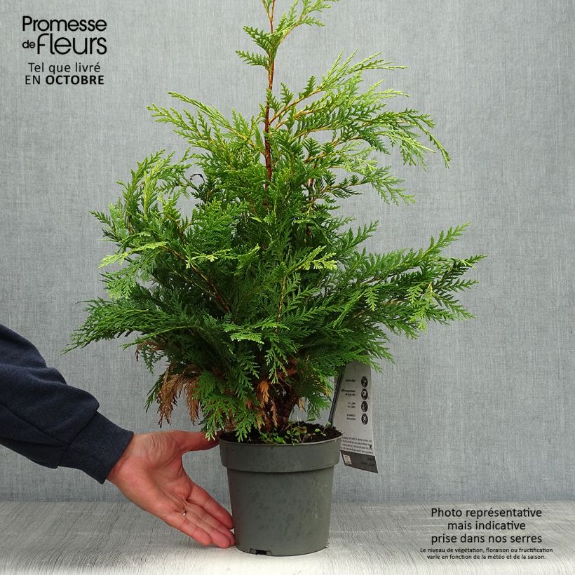 Amostra de Cipreste-de-Lawson Sunkist - Chamaecyparis lawsoniana Vaso de 2 L/3 L tal como entregue no outono