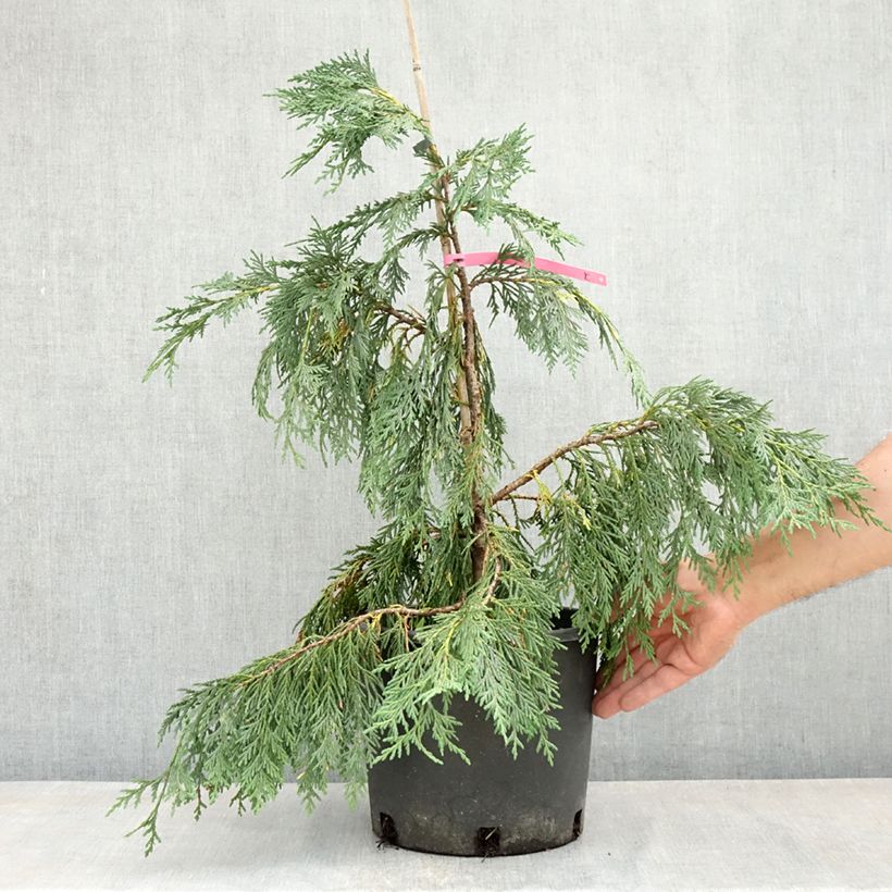 Amostra de Chamaecyparis nootkatensis Pendula Vaso de 7,5 L/10 L tal como entregue na primavera