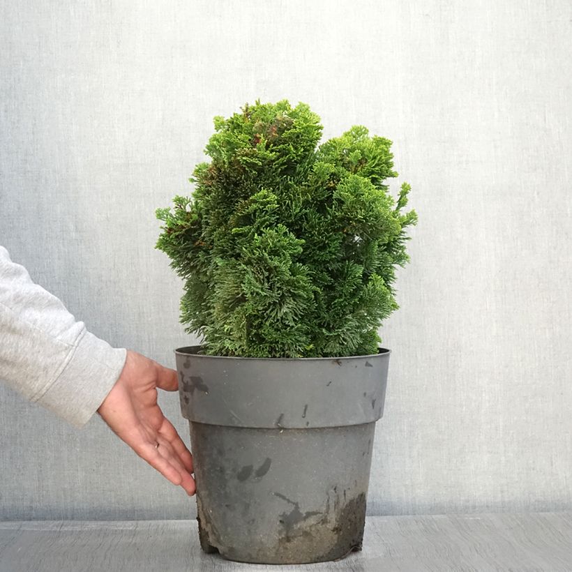 Amostra de Chamaecyparis obtusa Aurea Vaso de 12 L/15 L, Haste tal como entregue no outono