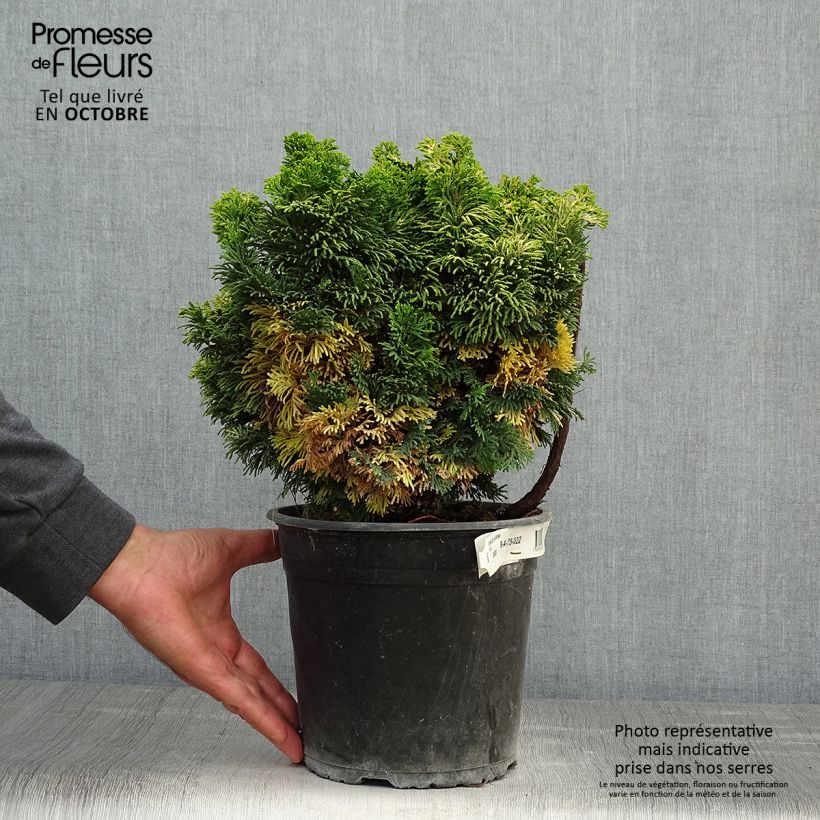 Amostra de Chamaecyparis obtusa Aurora Vaso de 4 L/5 L tal como entregue no outono