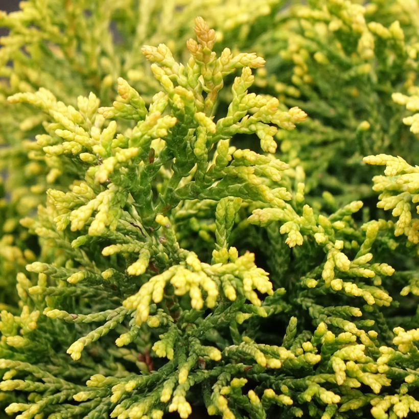 Chamaecyparis obtusa Butterball (Folhagem)