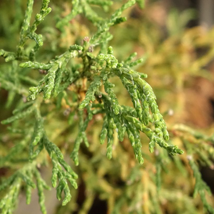 Chamaecyparis obtusa Lycopodioides (Folhagem)