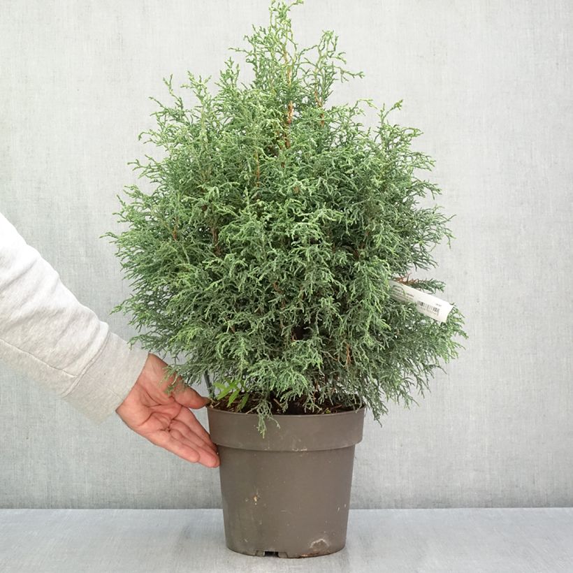 Amostra de Chamaecyparis obtusa Lycopodioides Vaso de 4 L/5 L tal como entregue no outono