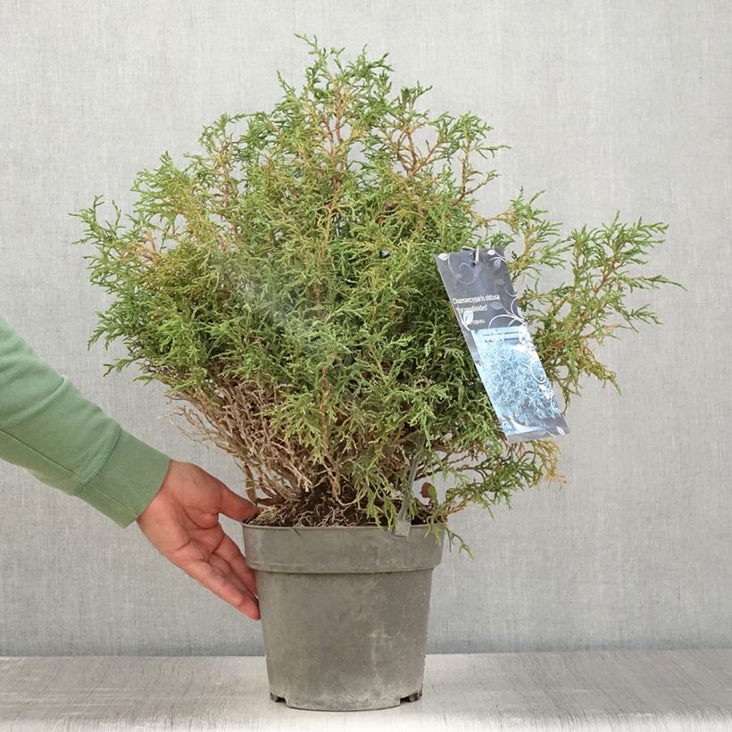Amostra de Chamaecyparis obtusa Lycopodioides Vaso de 4 L/5 L tal como entregue no verão
