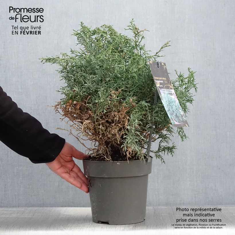Amostra de Chamaecyparis obtusa Lycopodioides - Faux cyprès hinoki du Japon Vaso de 4 L/5 L tal como entregue no inverno