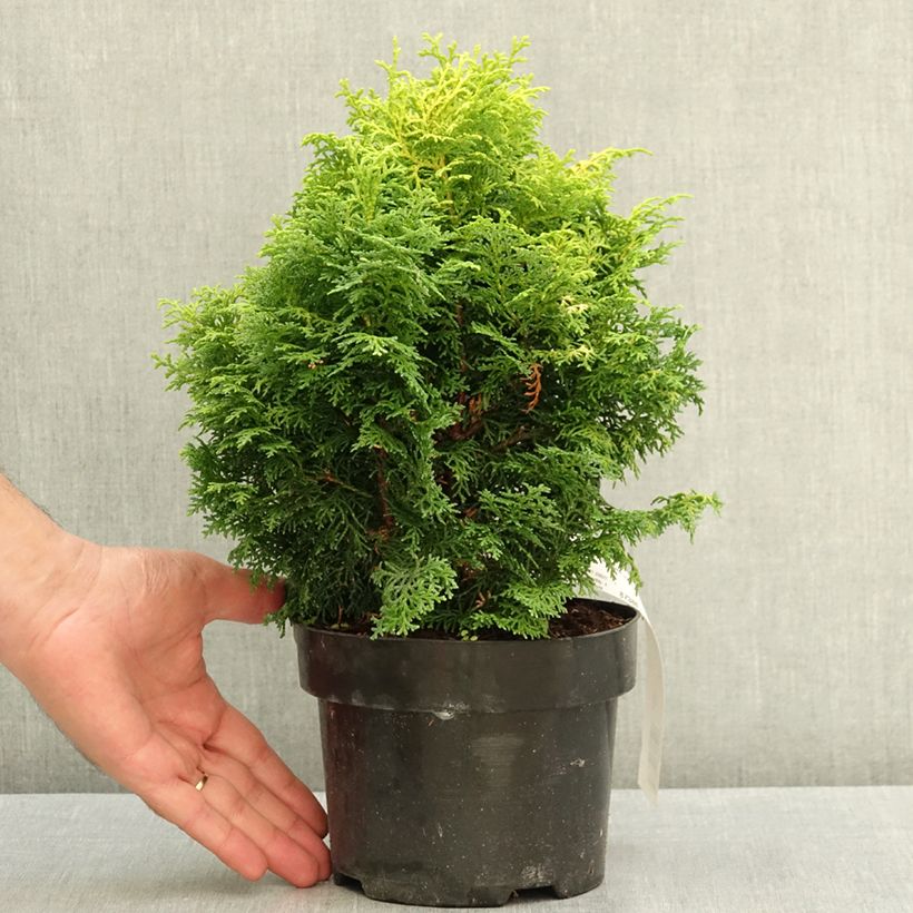 Amostra de Chamaecyparis obtusa Melody Vaso de 2 L/3 L tal como entregue no verão