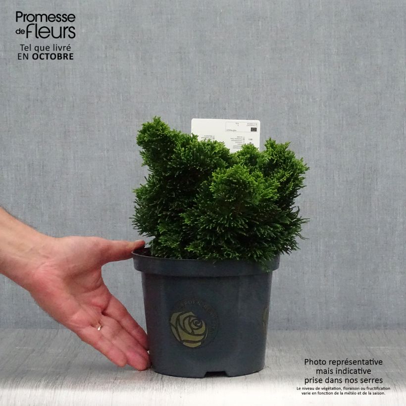 Amostra de Chamaecyparis obtusa Nana Gracilis Vaso de 2 L/3 L tal como entregue no outono
