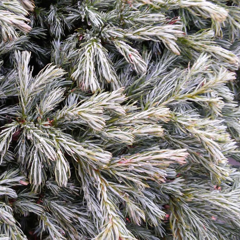 Chamaecyparis pisifera Boulevard (Folhagem)