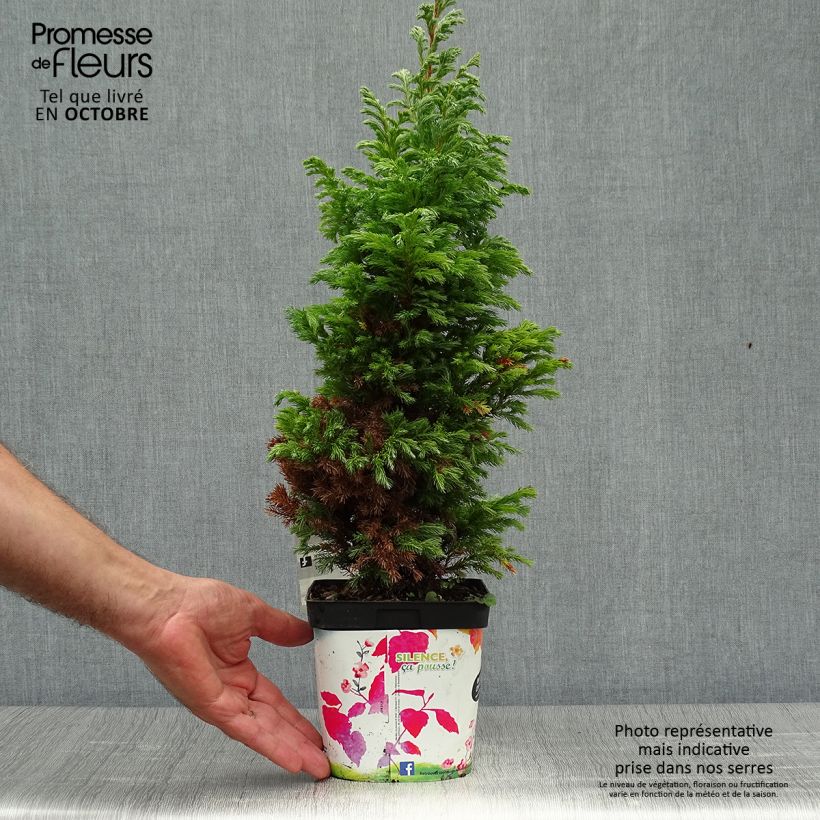 Amostra de Chamaecyparis pisifera Boulevard Vaso de 2 L/3 L tal como entregue no outono