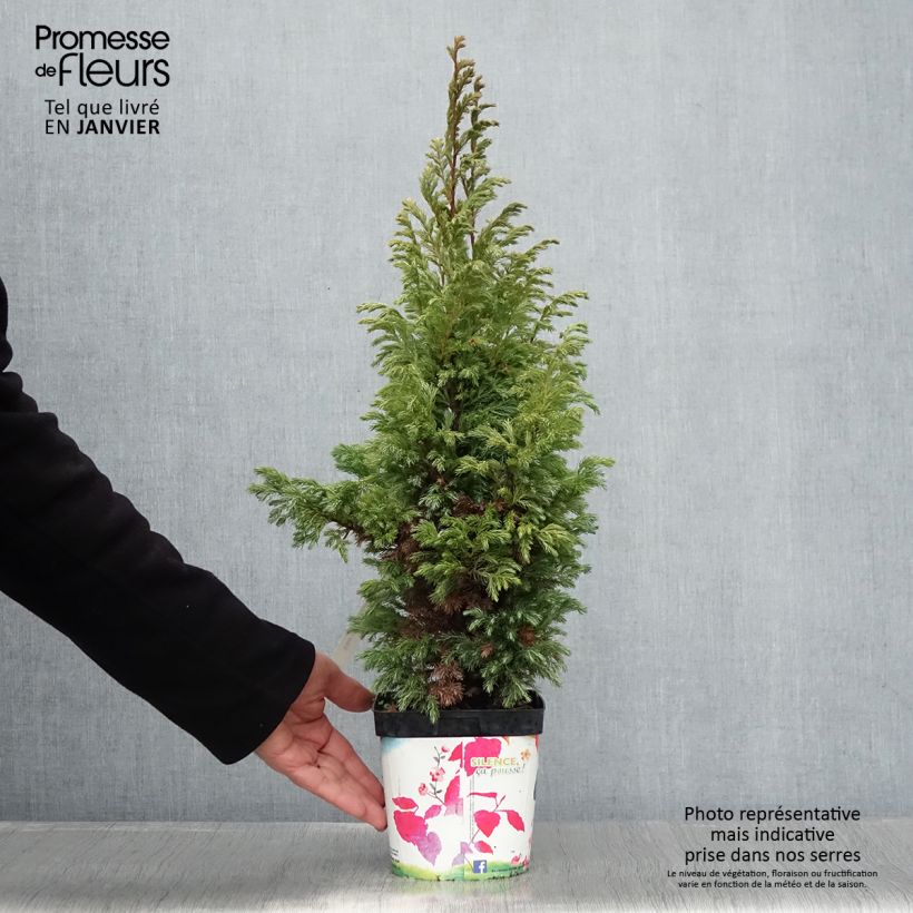 Amostra de Chamaecyparis pisifera Boulevard - Cyprès Sawara   Vaso de 2 L/3 L tal como entregue no inverno