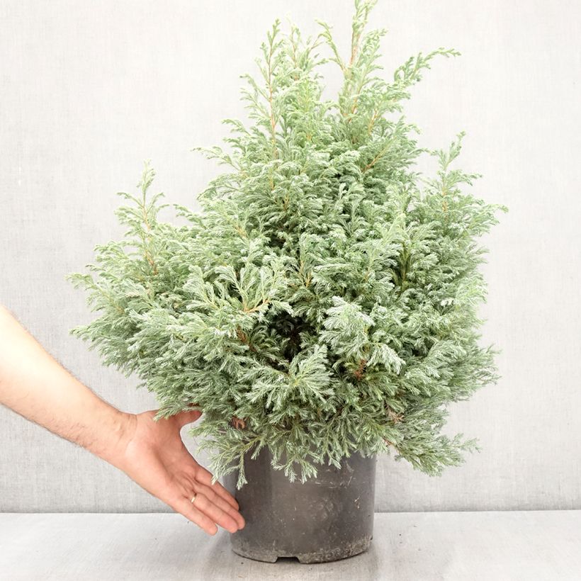 Amostra de Chamaecyparis pisifera Boulevard - Cyprès Sawara   Vaso de 7,5 L/10 L tal como entregue no verão