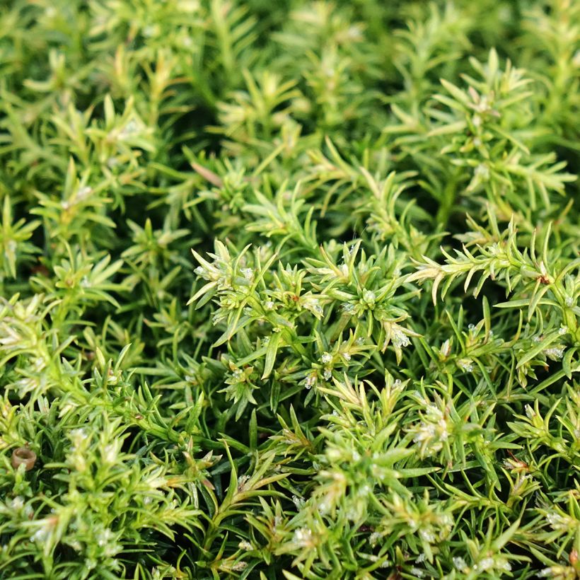 Chamaecyparis pisifera Cumulus (Folhagem)