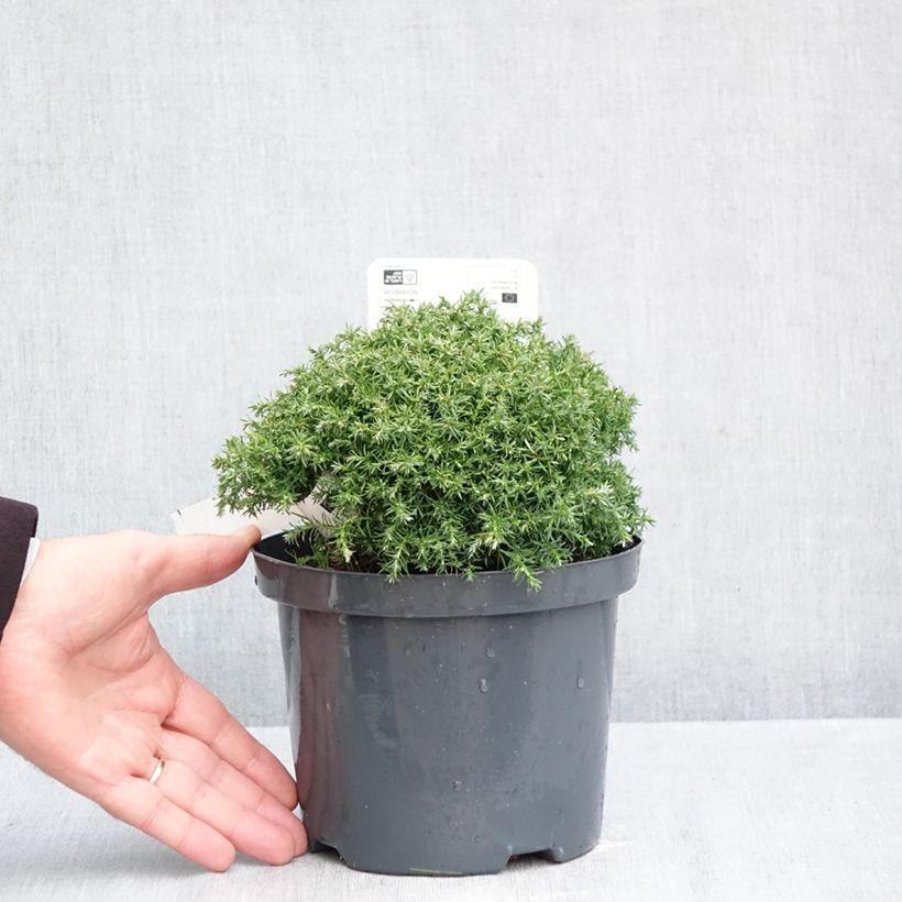 Amostra de Chamaecyparis pisifera Cumulus - Cyprès Sawara Pot de 2L/3L tal como entregue no outono