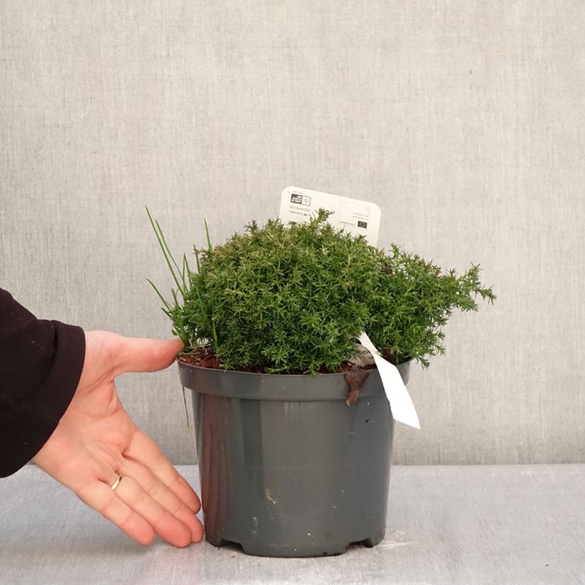 Amostra de Chamaecyparis pisifera Cumulus Vaso de 2 L/3 L tal como entregue no inverno