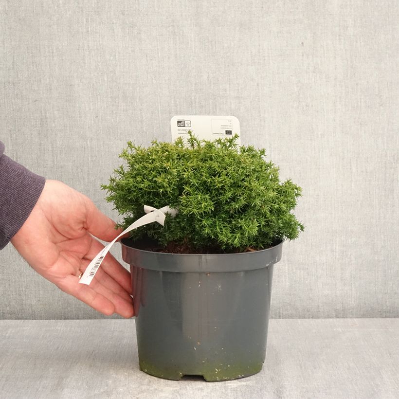 Amostra de Chamaecyparis pisifera Cumulus Vaso de 2 L/3 L tal como entregue na primavera