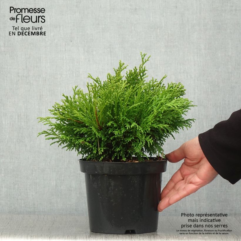 Amostra de Chamaecyparis pisifera Filip's Happy Day Vaso de 2 L/3 L tal como entregue no outono