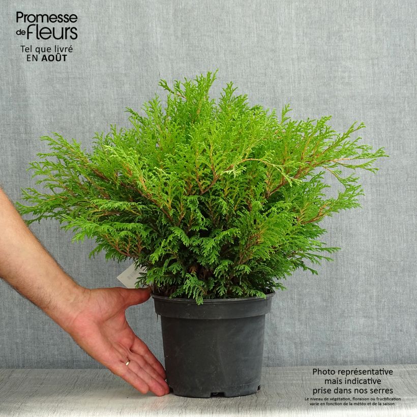 Amostra de Chamaecyparis pisifera Filip's Happy Day Vaso de 2 L/3 L tal como entregue no verão
