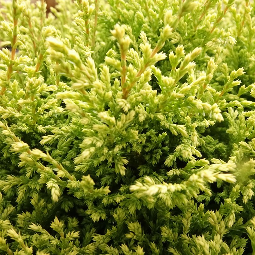 Chamaecyparis pisifera Plumosa Compressa (Folhagem)