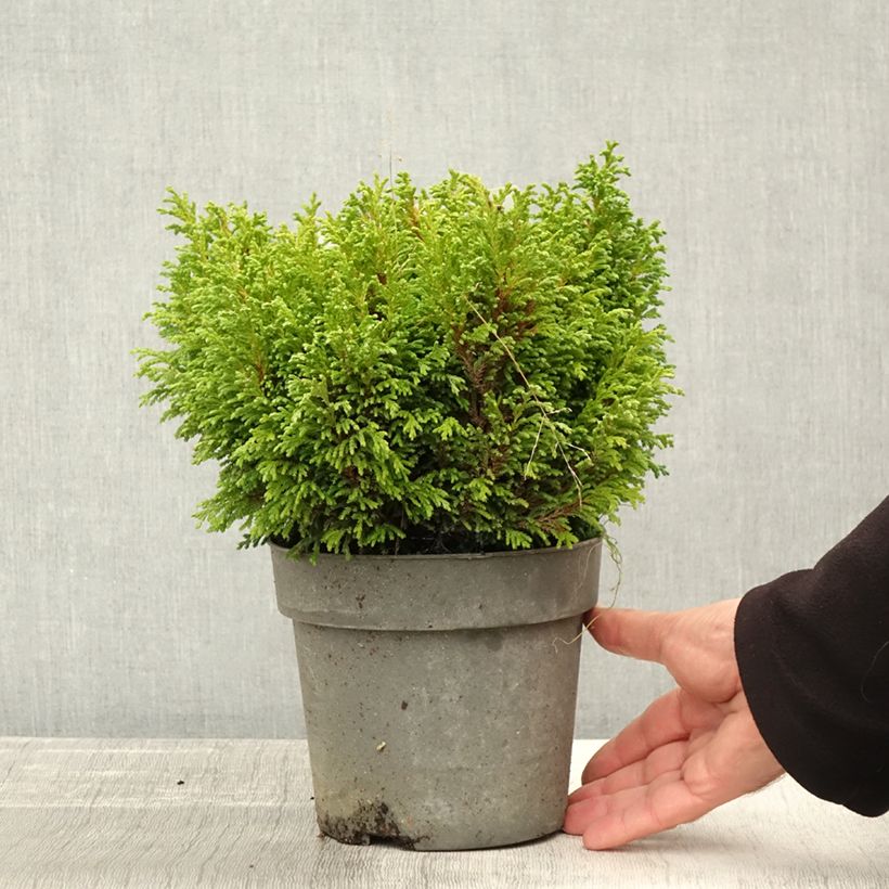 Amostra de Chamaecyparis pisifera Plumosa Compressa Vaso de 2 L/3 L tal como entregue no outono