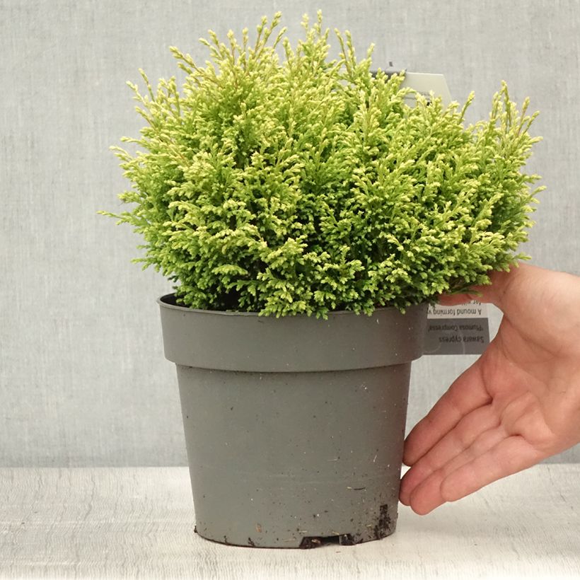 Amostra de Chamaecyparis pisifera Plumosa Compressa Vaso de 2 L/3 L tal como entregue no verão