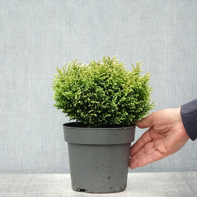 Amostra de Chamaecyparis pisifera Plumosa Compressa Vaso de 2 L/3 L tal como entregue na primavera