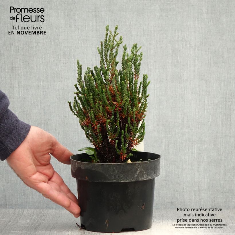 Amostra de Chamaecyparis thyoides Blue Rock Vaso de 2 L/3 L tal como entregue no outono