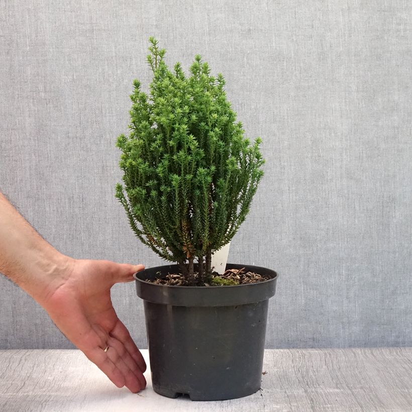 Amostra de Chamaecyparis thyoides Blue Rock Vaso de 2 L/3 L tal como entregue no verão