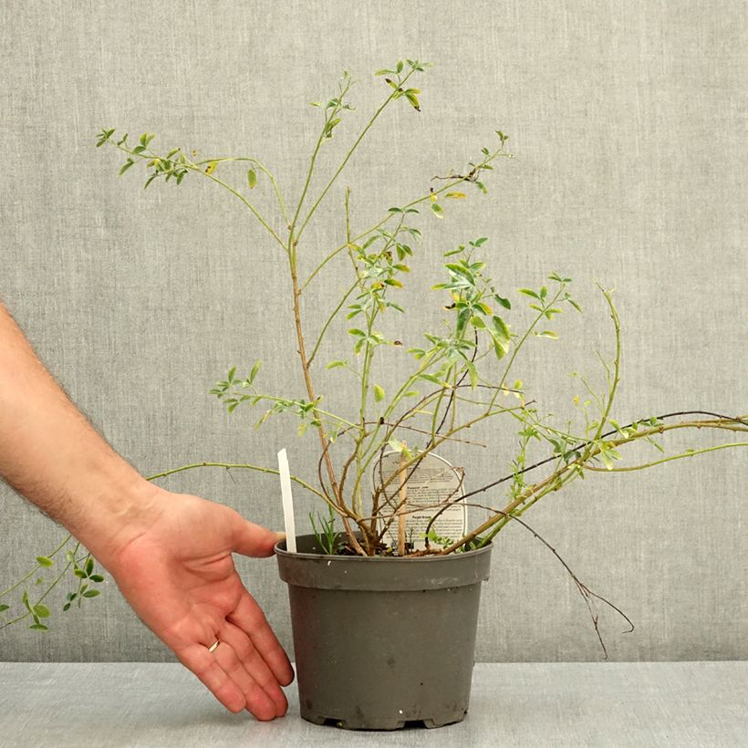 Amostra de Chamaecytisus purpureus Vaso de 3 L/4 L tal como entregue no verão