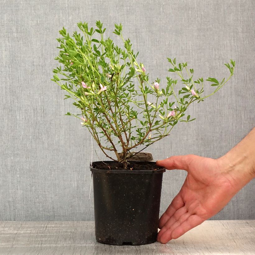 Amostra de Chamaecytisus purpureus Vaso de 3 L/4 L tal como entregue na primavera