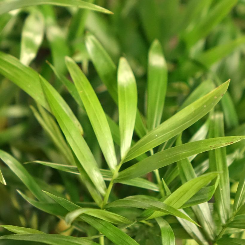 Chamaedorea elegans - Palmeira da sala (Folhagem)