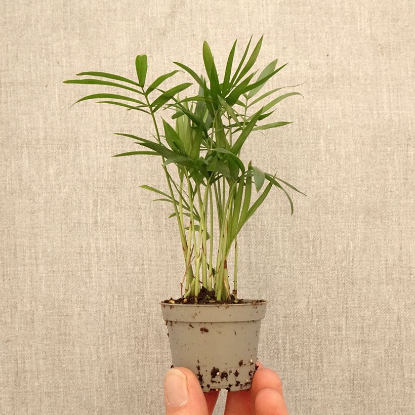 Amostra de Chamaedorea elegans - Palmier nain d'appartement Mini-plante tal como entregue na primavera