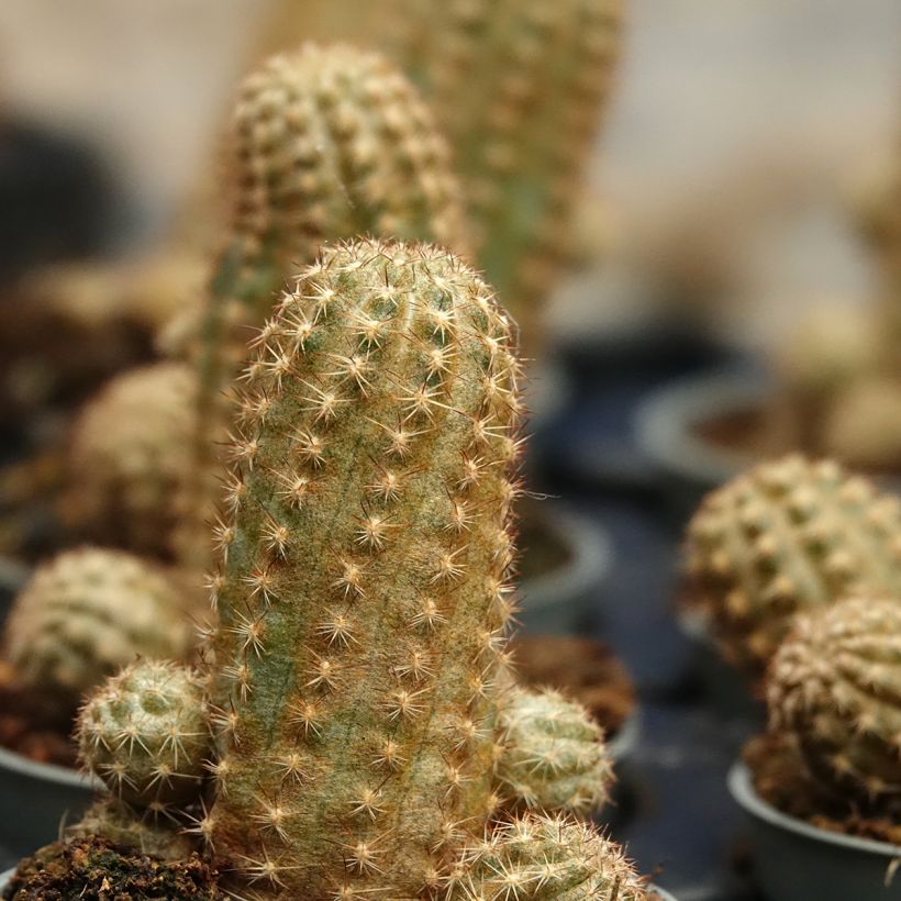 Chamaelobivia Paolinae (Folhagem)