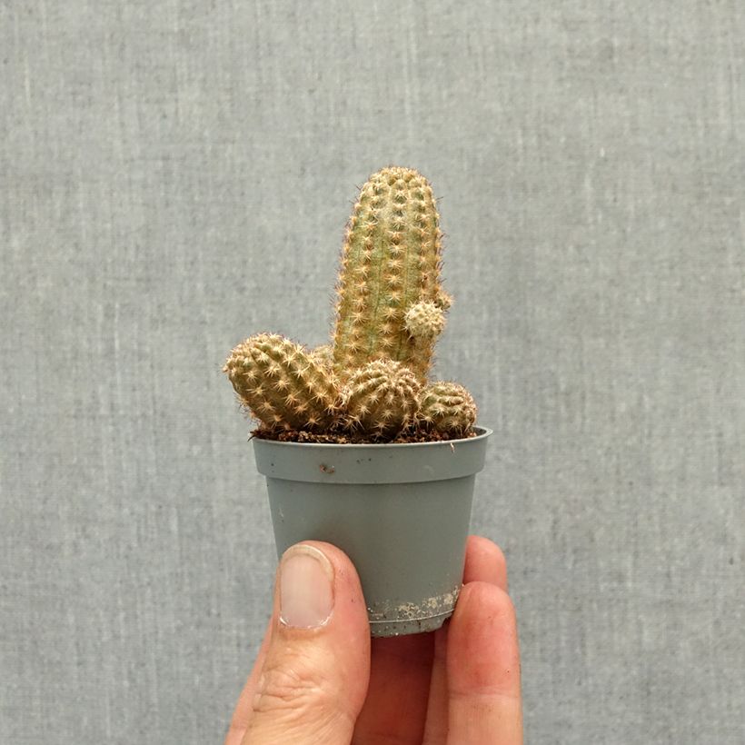 Amostra de Chamaelobivia Paolinae Miniplanta tal como entregue na primavera