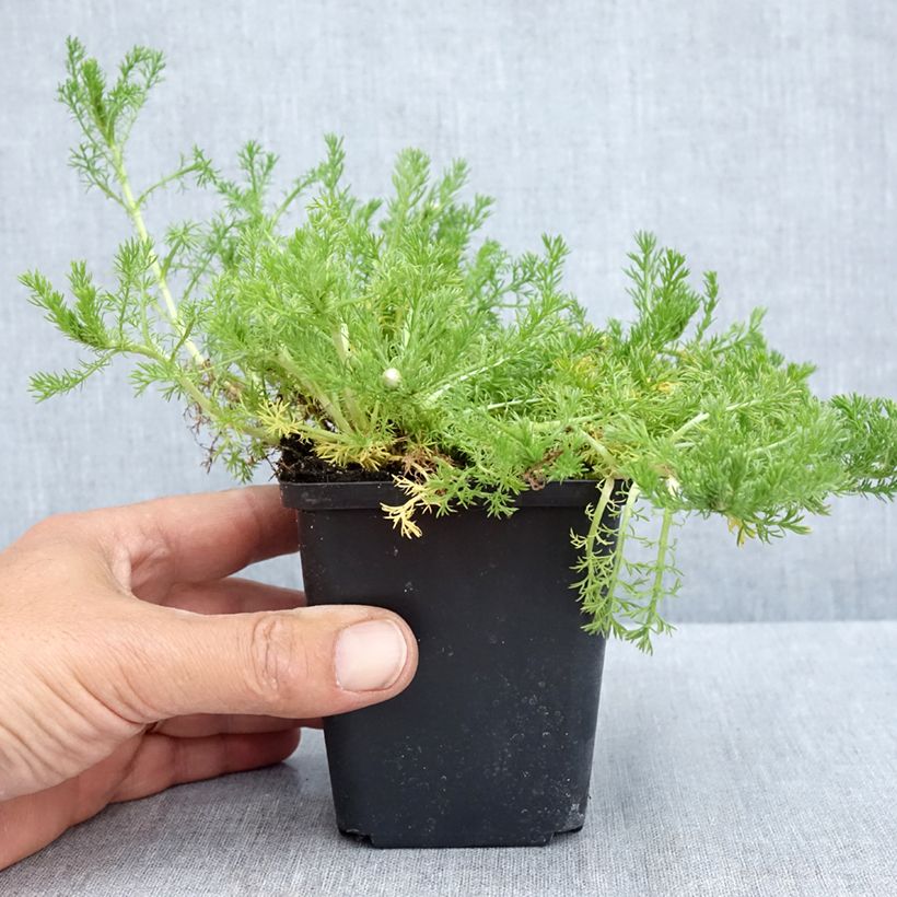 Amostra de Camomila-romana Flore Pleno - Chamaemelum nobile Vaso de 8/9 cm tal como entregue na primavera